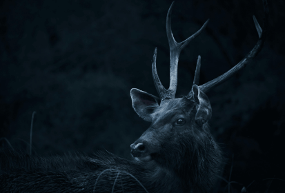 Collision with wildlife – step by step: Correct procedure after the accident