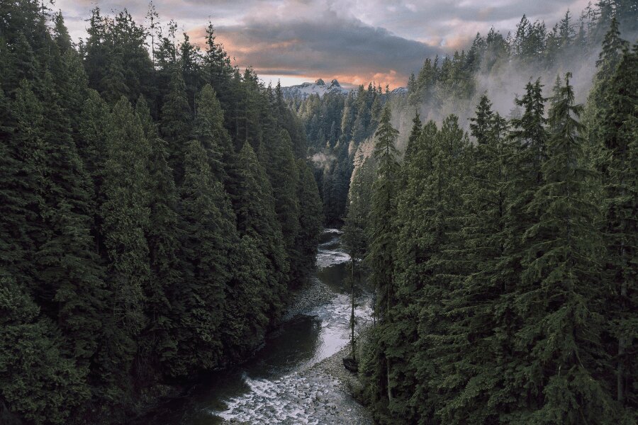 Mountain River. Photo: https://www.pexels.com/cs-cz/foto/priroda-les-reka-prostredi-5109343/