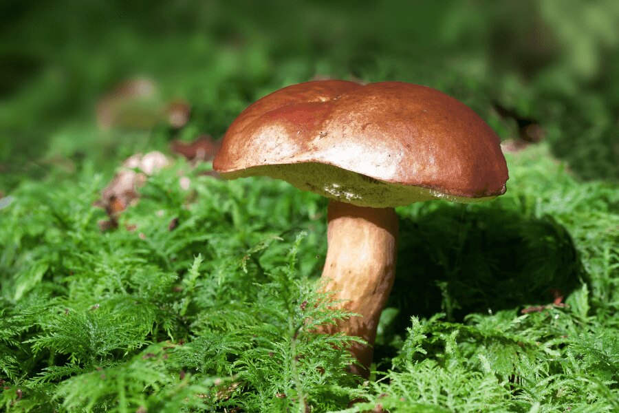Mushroom